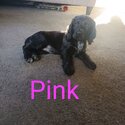 4x Cocker Spaniel Puppies, Ready for their new home now -1