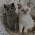 British Shorthair Kittens males and females available -0