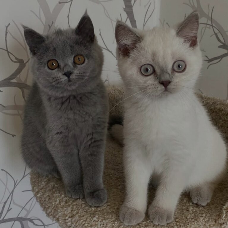 British Shorthair Kittens males and females available 