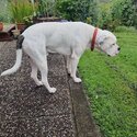 Lolly - American Bulldog - 2 Years - Full Male-2