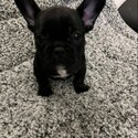 FRENCHIE PUPS-2