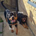 Purebred Rottweiler Puppies For Sale-5