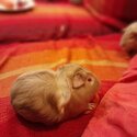 Young Albino female guinea pig -2