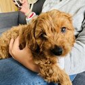 Cavoodle Male Puppy for Sale-1