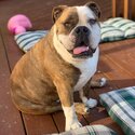 Barkly the British bulldog needs a new home -1