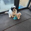 Female shih tzu /westie poodle -4