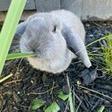 2 adorable rabbits -2