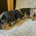 Miniature Dachshund puppies -3