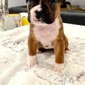 Stunning fawn Boxer puppies for rehoming -1