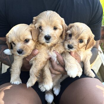 Cavoodle puppies 