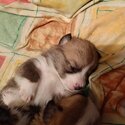 Pembroke Corgi puppies for sale-3