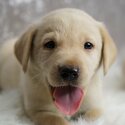 *1 BOY 2 GIRLS LEFT*LOVELY Labrador puppies-3