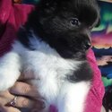 Japanese/German spitz -3