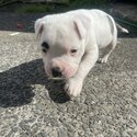 American bulldog puppies-5