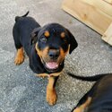 Pure breed rottweiler puppys -3