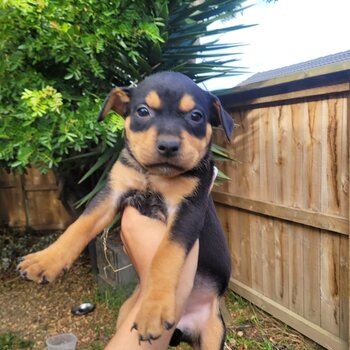 Rottweiler X Labrador Puppies