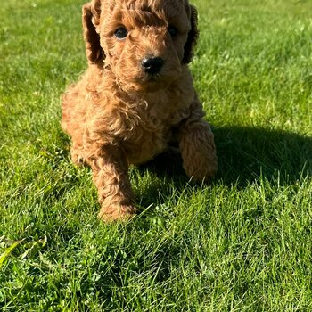 RED Toy Cavoodle puppies 