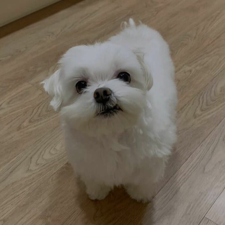 Adorable Maltese puppies for adoption vet checked ✅