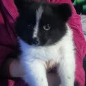 Japanese/German spitz -2