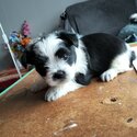 Maltese shih puppies -4