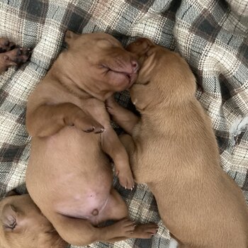 Hungarian Vizsla Puppies