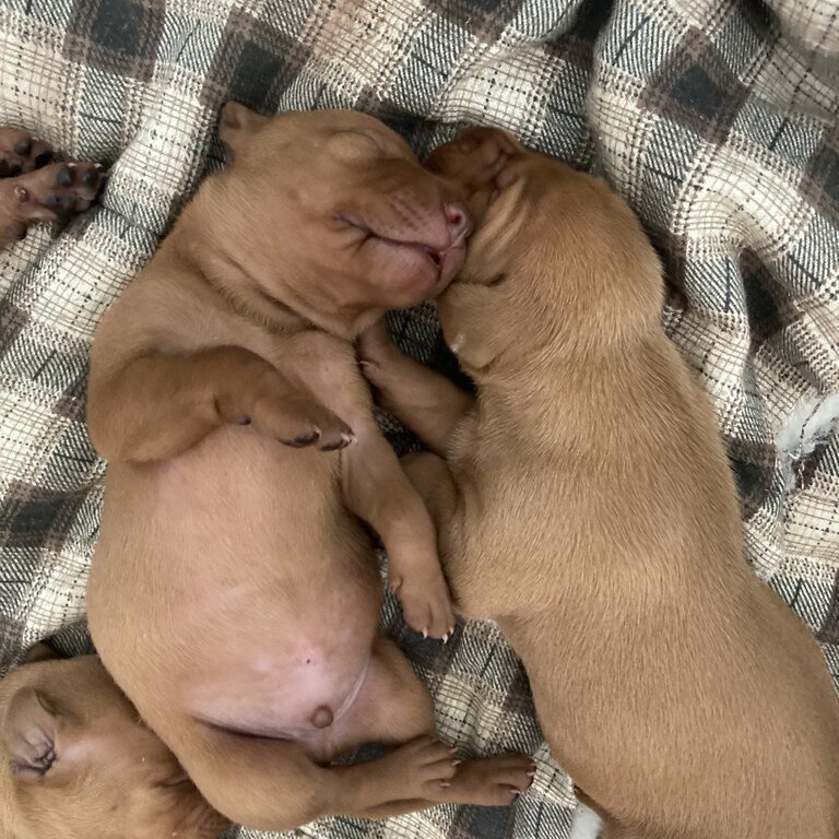 Hungarian Vizsla Puppies