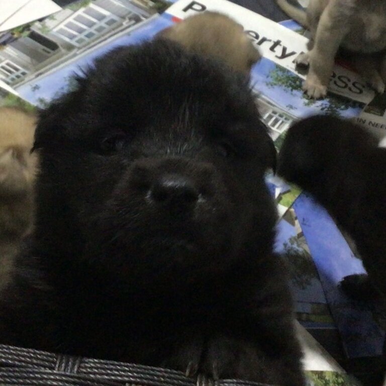 Belgian shepherd pups