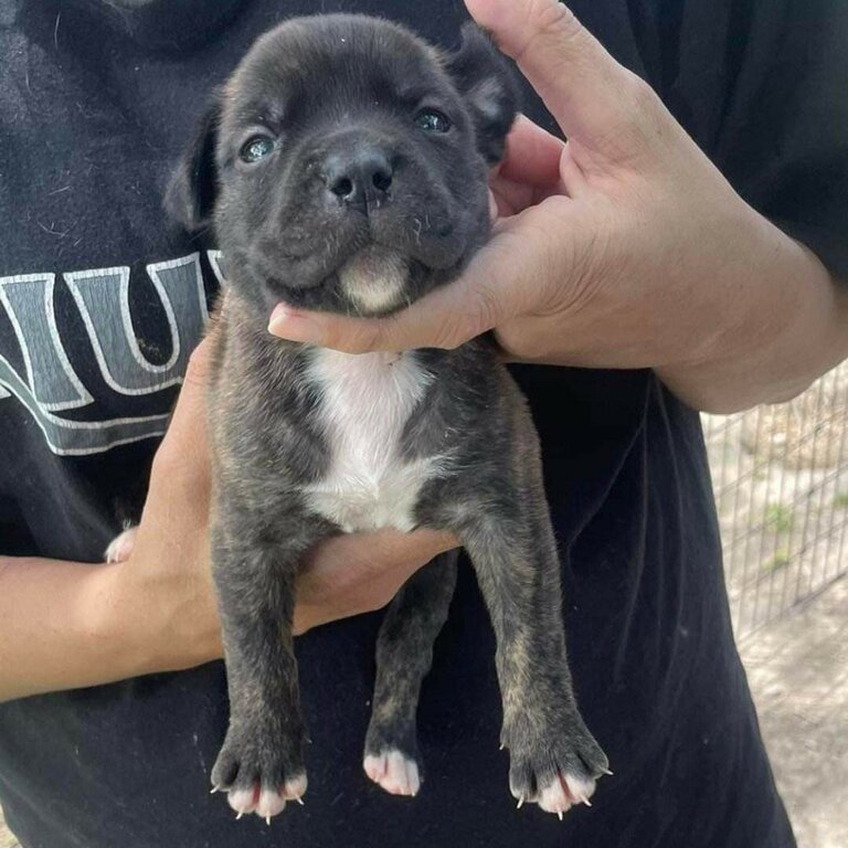 Rear Green eyed American Bulldog X puppies