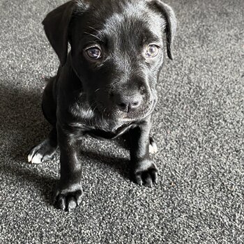 Puppy 6 weeks old 