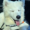 Samoyed needing to be rehomed -1