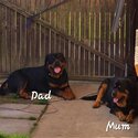 Purebred Rottweiler Puppies For Sale-4