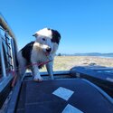 PUREBRED Border Collie -2