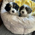 Very sweet and calm puppy!! Stunning red and white markings-0