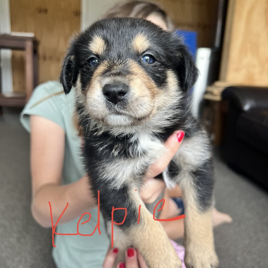 4 border collie x kelpie, plus one kelpie x Kelpie