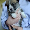 Pembroke Corgi puppies for sale-1