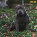 Staffordshire bull terrier puppies -2