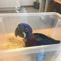 Hyacinth macaw parrots for sale.(DM:Wickr Me :…danielK9)-0