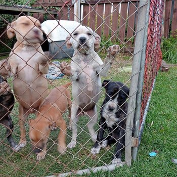 Pitbull mix pups