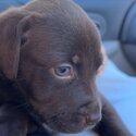 Shar pei , Rottweiler, mastiff puppies for sale !-2