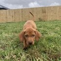 Purebred Hungarian Vizsla Puppy-3