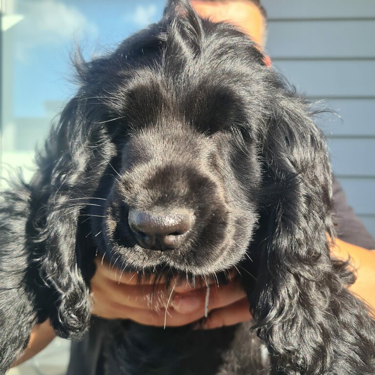 Female English cocker spaniel puppy 