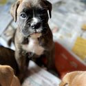 3 purebred Boxer puppies-3