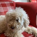 Senior dog in urgent need of a new home-0