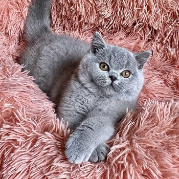 British Shorthair kittens Available Males And Females 