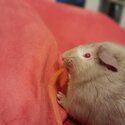 Young Albino female guinea pig -1