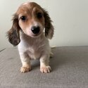 Dachshund puppies for sale -3