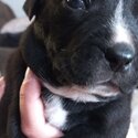 Staffy x puppies-4