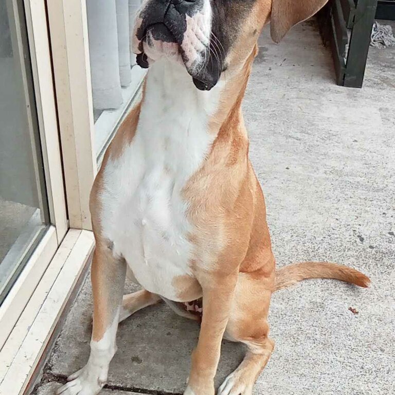 Boxer x American Bulldog