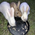 3 rabbits need a loving home-5