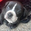 Staffy x puppies -3